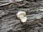Hamis pöfeteg (Reticularia lycoperdon), Duna-part